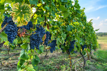 Pinot noir wine grapes in a vineyard near Wiesloch,Germany