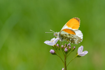 Male Orange Tip Butterfly (Anthocharis cardamines) sitting on the first spring blossoms with some copy space