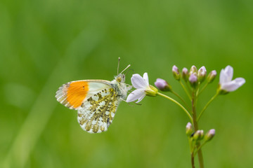 Male Orange Tip Butterfly (Anthocharis cardamines) sitting on the first spring blossoms with some copy space
