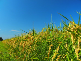 実りの稲穂と青空