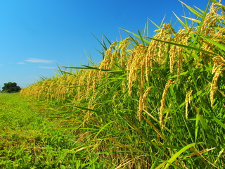 実りの稲と畦道と青空
