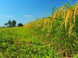 実りの稲と畦道と青空