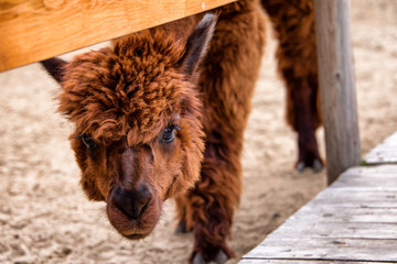 Alpaca looking under fence
