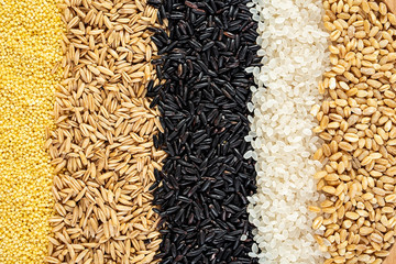 Autumn harvest of grain grain, full screen of whole grains