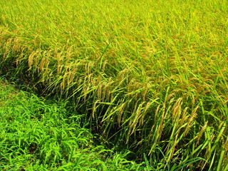 夏の豊作の田圃