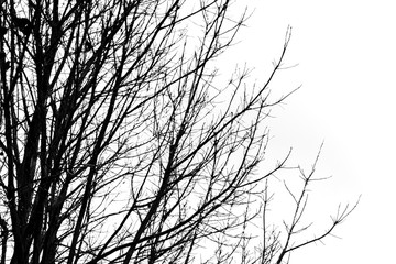 Black and white of Dry branches on white background