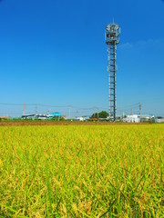 Fototapeta na wymiar 夏の田んぼと通信鉄塔のある風景