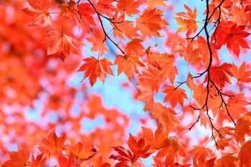 奥日光の森の紅葉