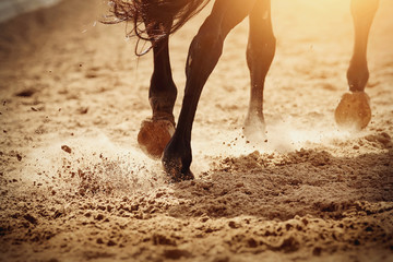 Dust under the horse's hooves.
