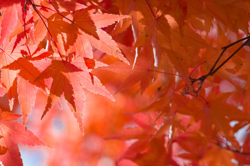 イロハモミジの紅葉