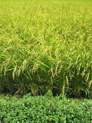夏の豊作の田圃