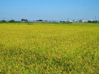 夏の実りの田圃風景