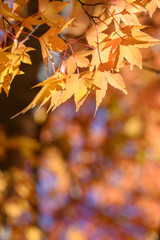 イロハモミジの紅葉