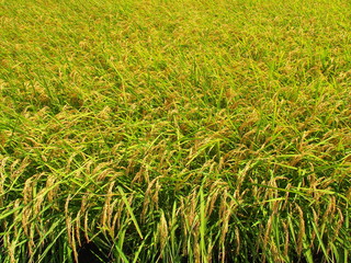 夏の豊作の田圃