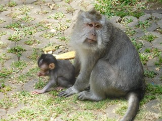 animal spring happy lifestyle
