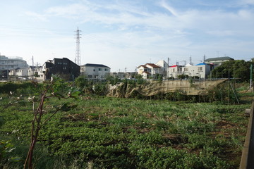 Fototapeta na wymiar 夏の終わりの東京郊外の畑