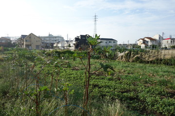 夏の終わりの東京郊外の畑