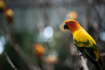Portrait of sun conure parrot with his colorful plumage and long sharp beak.