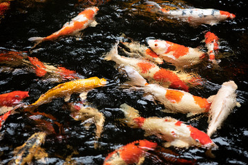 Obraz na płótnie Canvas Close up of fancy carp fish colorful are swimming in pond. Beautiful aquatic pet in Asia and Japanese. Shooting at rate of 180 fps. Slow motion