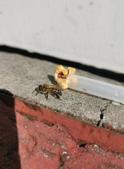 Abeja 