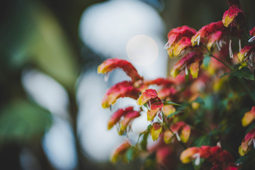 Shrimp Plant Pachystachys lutea, acanthaceae at Garden