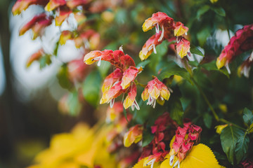 Shrimp Plant Pachystachys lutea, acanthaceae at Garden