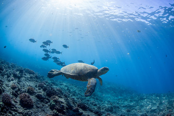 Obraz premium Green Sea turtle Hawaii