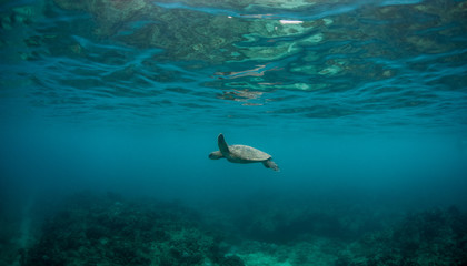 Obraz premium Hawaiian Green Sea Turtle