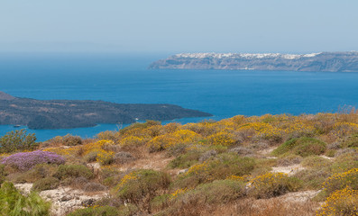Fototapeta premium Wild flowers on hill side during summer season, Santorini island.