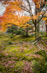 Bright orange leaves on a maple tree with some bare roots poking out of the mossy foreground