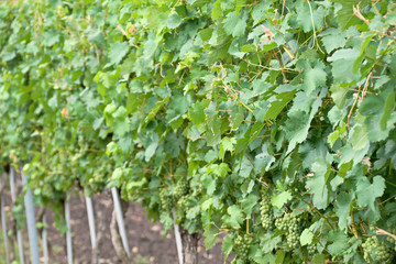 Grapevine in the national park Neusiedler See in Illmitz Burgenland