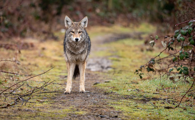 Naklejka na ściany i meble A Coyote in British Columbia Canada 