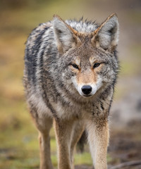 Naklejka na ściany i meble A Coyote in British Columbia Canada 