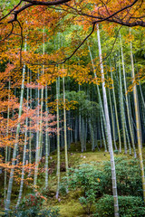 Bamboo forest stands tall behind barely visible branches of an orange and yellow fall leaves from a Japanese thread leaf maple tree