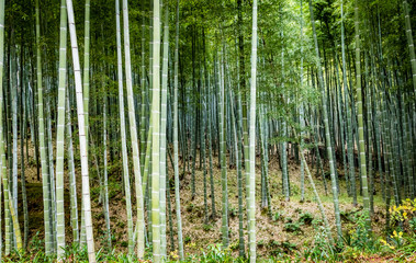 Plakat Closeup of a thick bamboo forest with very tall elegant bamboo