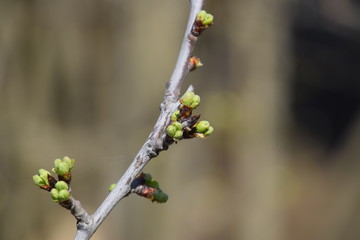 Blossoming buds of cherry on tree branch.
