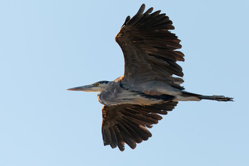 Great blue heron flying in the wild in North California at sunset