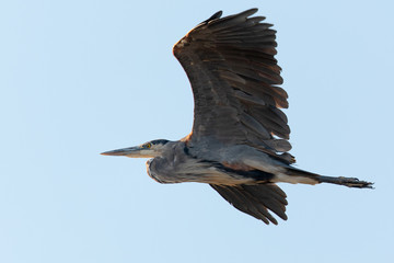 Great blue heron flying in the wild in North California at sunset