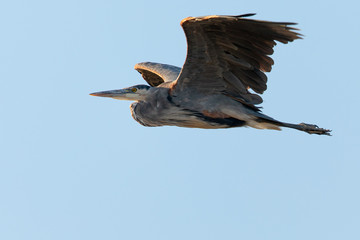 Great blue heron flying in the wild in North California at sunset