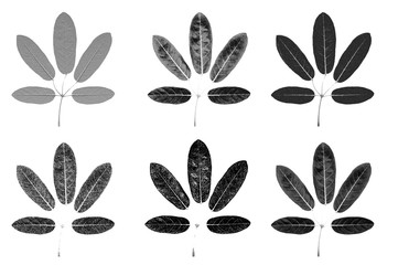 Five lobes leaves black and white skecth illustrate graphic