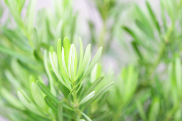 Podocarpus polystachyus green plants at outdoor 