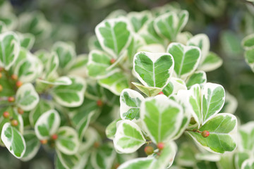 Ficus deltoidea white green leaves plant 