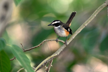 Buff-sided robin