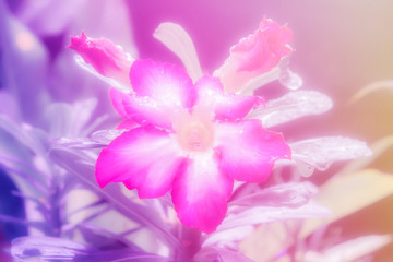 soft focus pink flower with dew drops  fresh spring nature wallpaper background