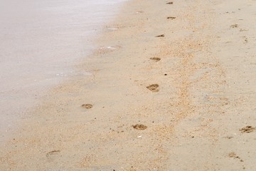 砂浜の足跡
