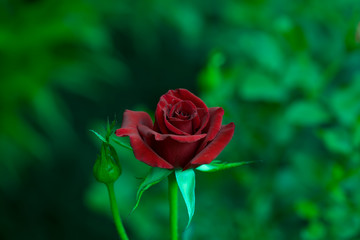 Art photo rose petals isolated on the natural blurred background. Closeup. For design, texture, background. Nature.