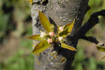 Pear buds on the branches of tree.