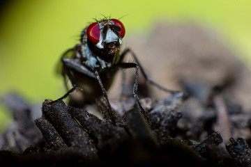 insect on a leaf
