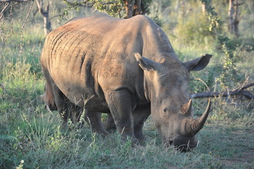 Obraz premium Rhinoceros