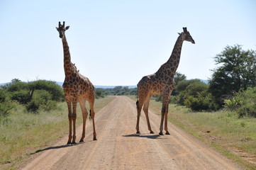 Naklejka na ściany i meble Giraffes Blocking the Road